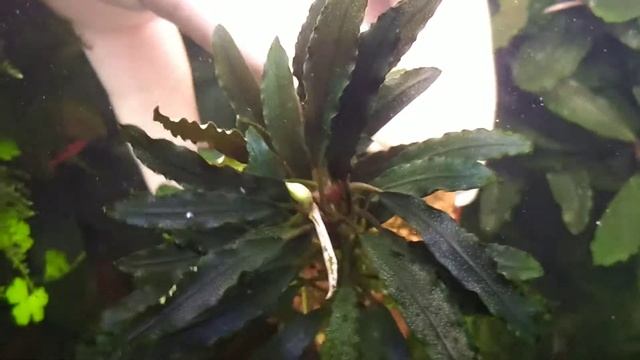 В моем аквариуме Aquarium BucephalanraБуцефаландра "Фейк Катрина" Bucephalanra Sp.-"Fake Catherinae смотреть онлайн