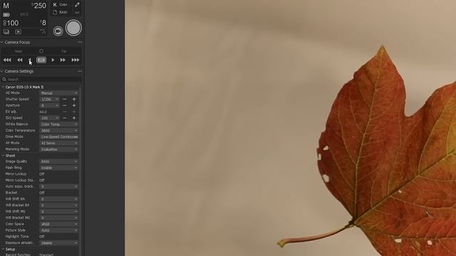 leaf flat lay photography смотреть онлайн