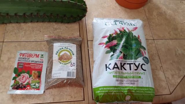 ЦЕРЕУС. КАКТУС. 25.06.2021 ГОД.