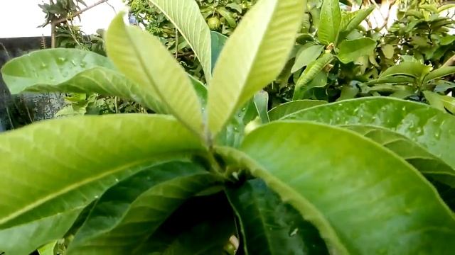 Guava | Psidium Guajava | Koyya Fruit смотреть онлайн
