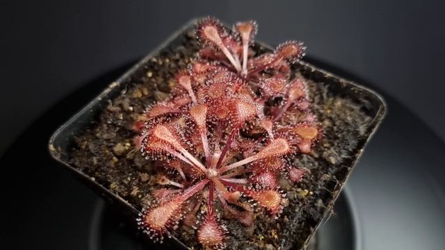 Drosera X Snyderi
