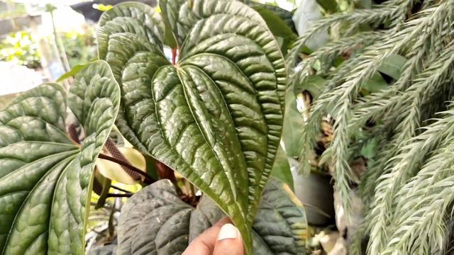 How To Care & Cultivate Anthurium Radicans X Dressleri (Indoor Rare Plants)