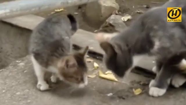 Как помочь бездомным животным в холода? смотреть онлайн