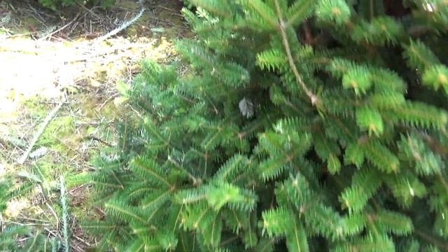 Пихта Фразера (срезанная новогодняя пихта)  16539