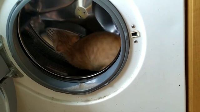 Сумасшедшая белка смотреть онлайн