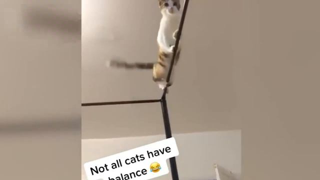 Лучшее видео с самыми смешными животными 3 смотреть онлайн