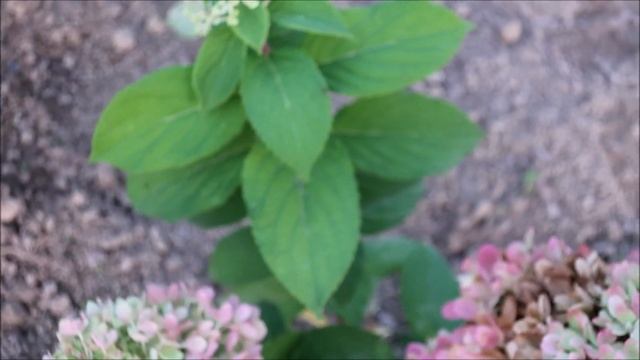 ПОСАДИЛА ЭТУ ГОРТЕНЗИЮ И ЛЮБУЮСЬ ЕЮ КАЖДЫЙ ДЕНЬ смотреть онлайн