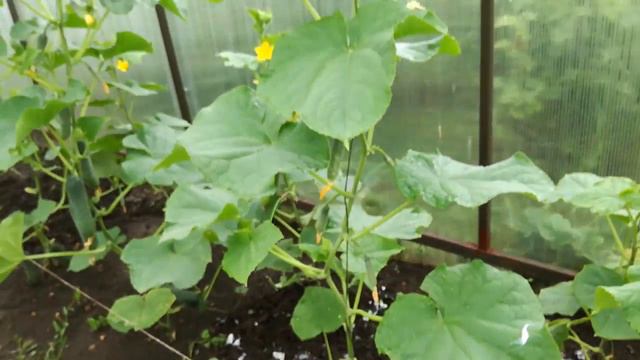 Обзор моих теплиц.13.07.18 смотреть онлайн