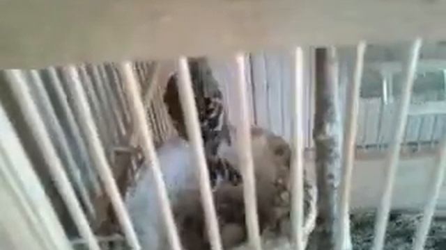 Разведение канареечных вьюрков в 2020г. смотреть онлайн