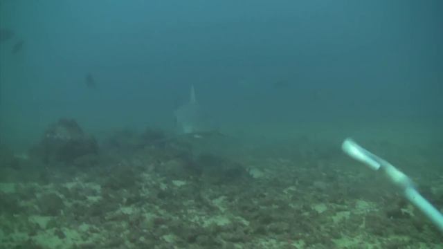 Tip to Fiji - Shark Dive at Beqa Lagoon смотреть онлайн