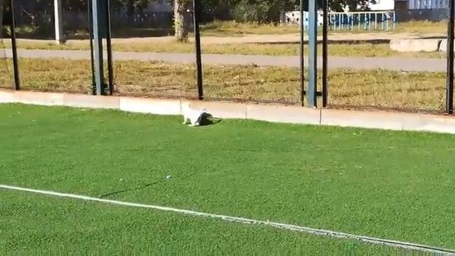 Первая прогулка с нашим щенком по имени Белла смотреть онлайн