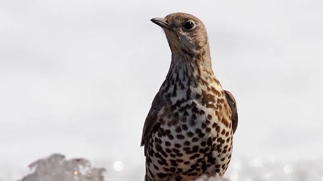 Звуки природы! Деряба. Красивое пение птиц - Голоса птиц. смотреть онлайн