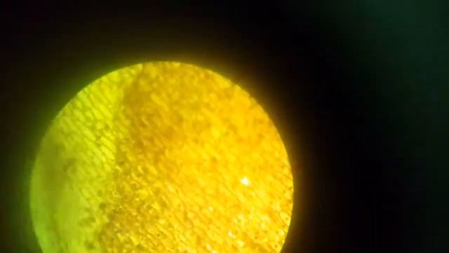 Строение клетки кожицы лука урок биологии смотреть онлайн