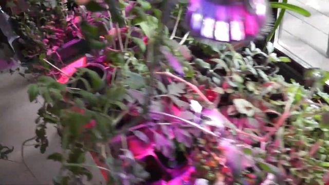 Красиво Разветвился Adenium Obesum Mix.