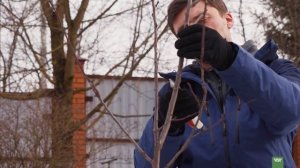 ОБРЕЗКА ПЛОДОВЫХ ДЕРЕВЬЕВ ВЕСНОЙ. ОШИБКИ И ПРАВИЛА. обрезка яблони весной