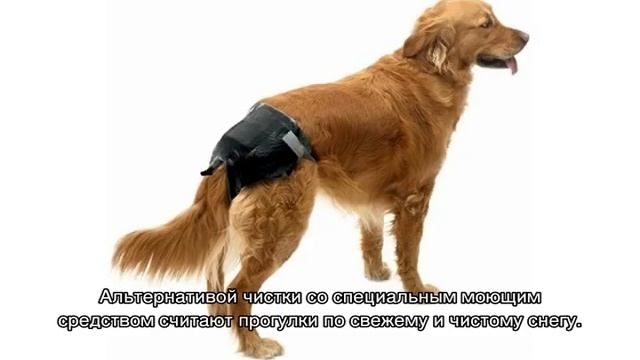 Как часто можно мыть собаку и щенка с шампунем смотреть онлайн