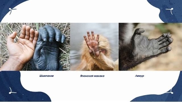 Значение линии Симиан на ладони смотреть онлайн