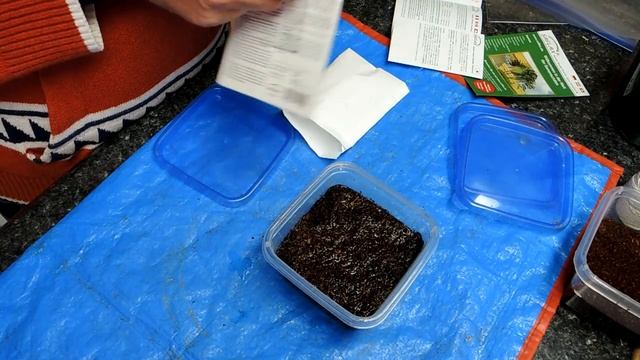 Planting Drosera Capensis From Seed - Planting To Sprouting
