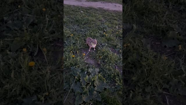 Леопардовый чихуахуа ждёт мое новое видео ? смотреть онлайн