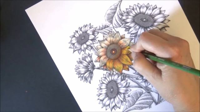 How To Color A Sunflower With Colored Pencils Prismacolor Lisa Brando Extreme Coloring Tutorial смотреть онлайн