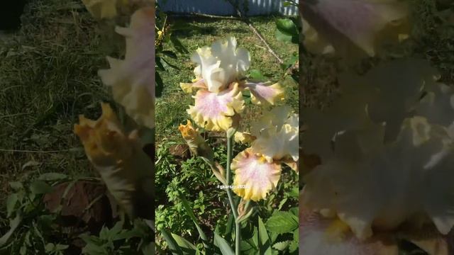 #Ирисы #садовыецветы #цветы #лето #сад #gkarser #цветыГалиныСережкиной смотреть онлайн