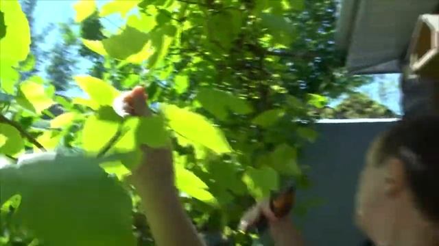 Программа ДАЧА смотреть онлайн