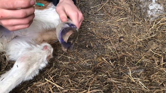 Лечим бычка !🐂 смотреть онлайн