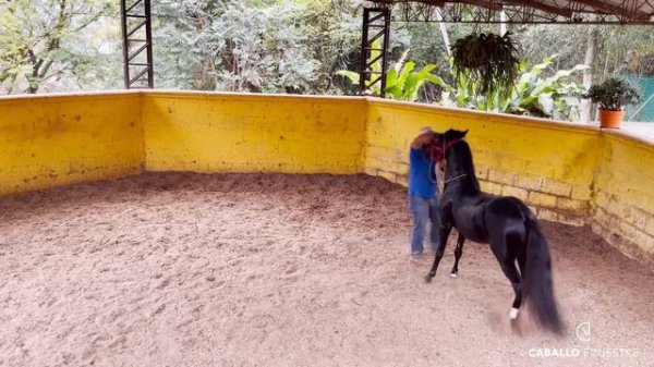 Doma de caballo negro TEMPLARIO - Pablo Saldarriaga - Doma racional - Clase magistral