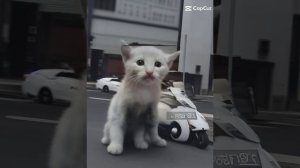 Больше фото в Недели котёнок AIExpand