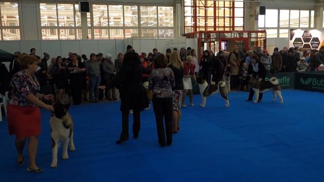 07 ноября 2015г. Интернациональная выставка собак ранга CACIB "Сезон в Нижнем 2015" смотреть онлайн