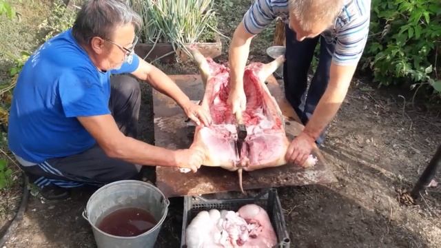 Убрали свинку, вьетнамская свинья, сколько сала. смотреть онлайн