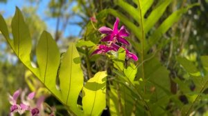 НЯЧАНГ! Остров орхидей и остров обезьян своим ходом!!!