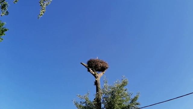 Аист. Деревня Мыза. Гатчинский район. 10.06.2021. смотреть онлайн