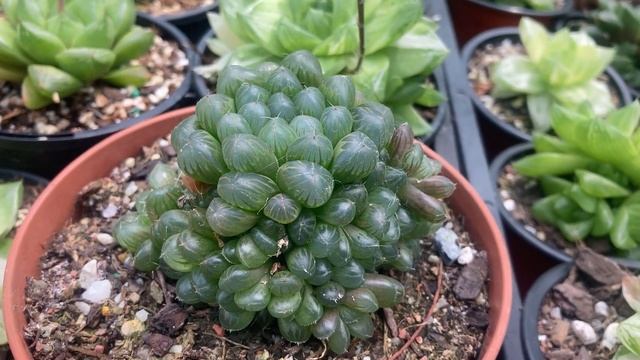 Haworthia cooperi var. truncata (aka obtusa) Quick Overview & Care Tips смотреть онлайн