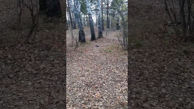 Белка делает запас на зиму.