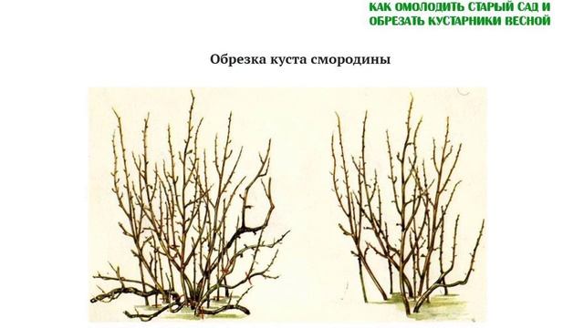 Омолодить и обрезать кустарники весной черная, красная, белая смородина, крыжовник, малина, поречка смотреть онлайн
