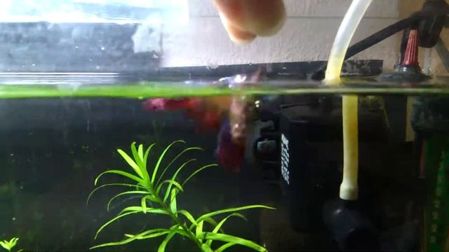 Рыбка петушок Цветик кушает Tetra Betta LarvaSticks смотреть онлайн