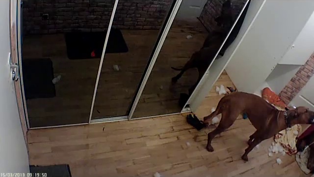 Риджбеки одни дома смотреть онлайн