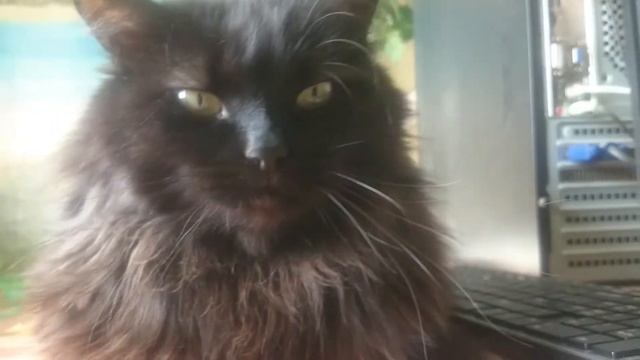 Сибирский кот Фарук 22 смотреть онлайн