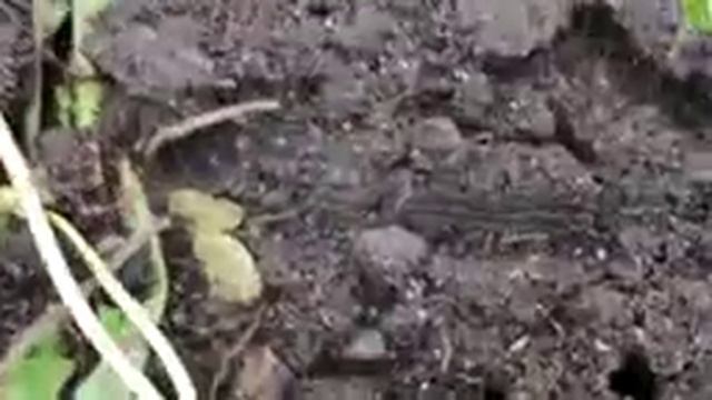 ПРОВЕРЕННЫЕ СПОСОБЫ БОРЬБЫ С РЫЖИМИ САДОВЫМИ МУРАВЬЯМИ смотреть онлайн
