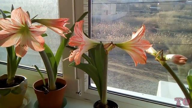 КРАСИВО ЦВЕТЕТ АМАРИЛЛИС ОБЗОР, ГИППЕРАСТРУМ В ДОМАШНИХ УСЛОВИЯХ смотреть онлайн