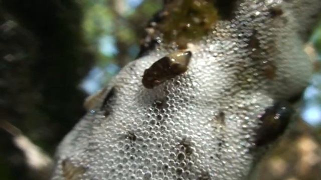 Пенница слюнявая.Слюнявица обыкновенная. Philaenus spumarius. Aphrophoridae смотреть онлайн