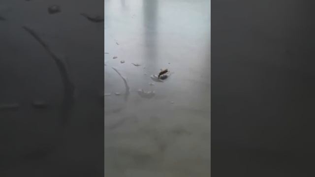 Таракан пьет воду смотреть онлайн