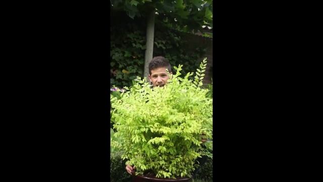 Ligustrum Sunshine смотреть онлайн