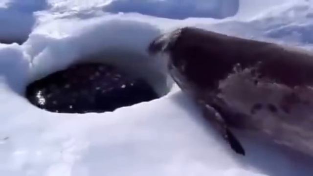 Тюлень нормально все?  Рыбачишь?