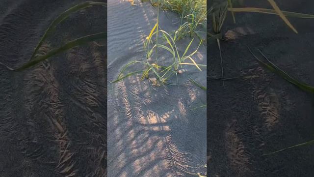 Растения Пришельцы! Загадочные круги #загадочный #таинственное #тайнараскрыта смотреть онлайн