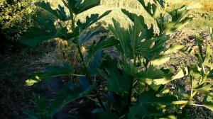 Инжир Брунсвик, Блек Джек, Неаполитанский - Первый Сезон Вегетации