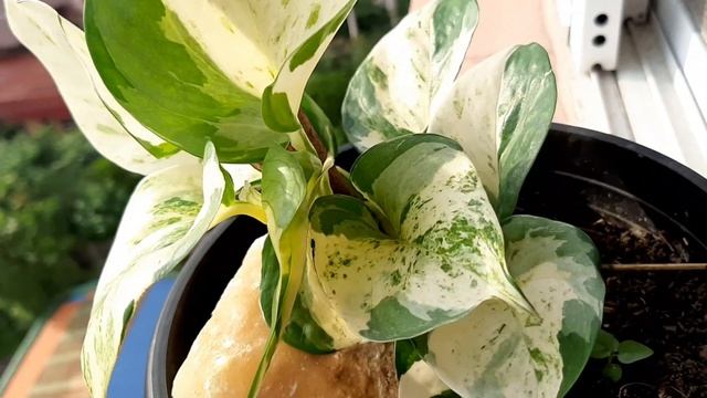 Manjula Pothos: Exquisite Foliage, Easy to care, Trendy plant смотреть онлайн
