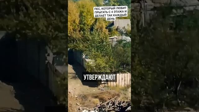 Собака прыгает с 4-го этажа из-за лени спускаться смотреть онлайн