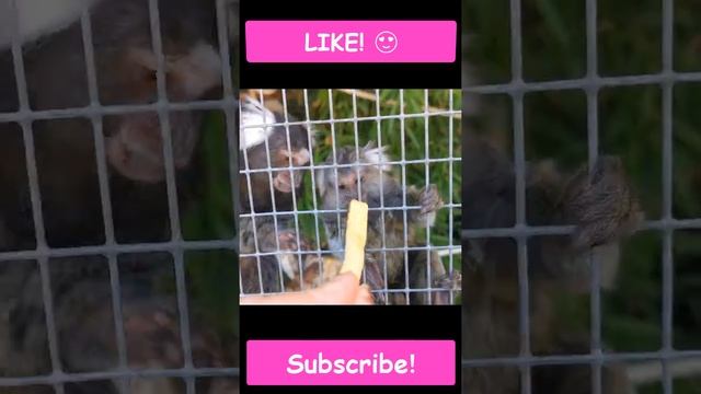 The Smallest Monkeys in the World | Самые Маленькие Обезьянки в Мире #shorts смотреть онлайн